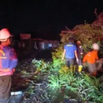 pohon-tumbang-bpbd-tarakan-menyatakan-karakteristik-pohon-di-tarakan-menjadi-salah-satu-penyebab-utama-tingginya-risiko-pohon-tumbang-saat-diterpa-angin-kencang-8BauH