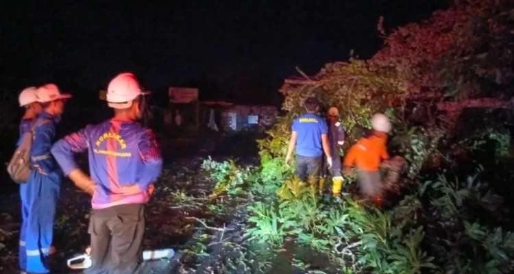 pohon-tumbang-bpbd-tarakan-menyatakan-karakteristik-pohon-di-tarakan-menjadi-salah-satu-penyebab-utama-tingginya-risiko-pohon-tumbang-saat-diterpa-angin-kencang-8BauH