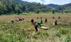 unggulan-beras-adan-merupakan-beras-organik-produk-unggulan-krayan-terancam-sulit-dipasarkan-karena-kondisi-jalan-sulit-dilalui-T8clS