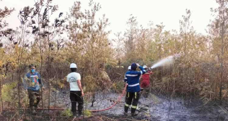 BENCANA Petugas dari Dishut Kaltara saat melakukan proses pemadaman karhutla