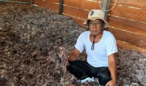 MELIMPAH Ketua Bidang Pemasaran Rumput Laut Perkumpulan Rumput Laut Nusantara PRLN Kamaruddin saat melakukan pengecekan kadar air rumput laut yang telah diproses