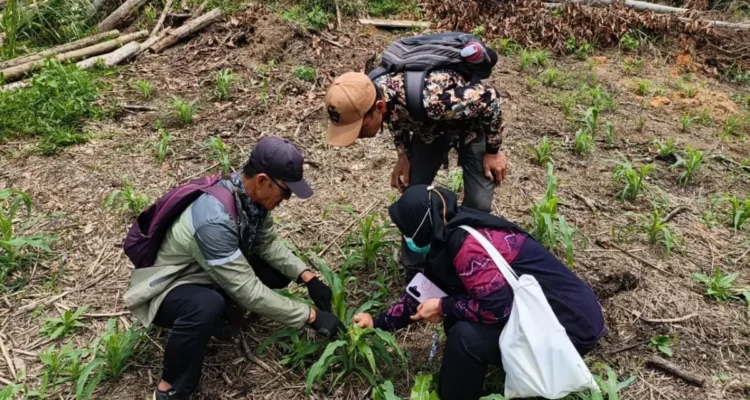 POPT Nunukan melakukan pengamatan dan verifikasi lapangan atas serangan ulat grayak pada tanaman padi di Kecamatan Krayan