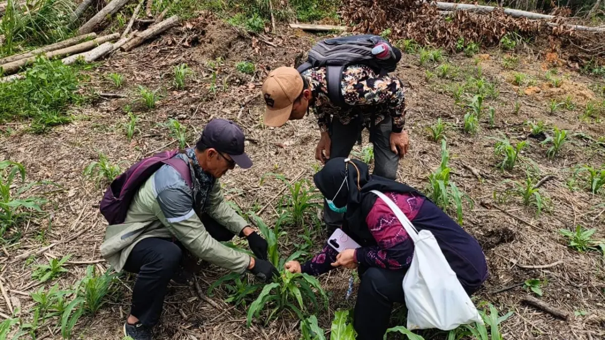 POPT Nunukan melakukan pengamatan dan verifikasi lapangan atas serangan ulat grayak pada tanaman padi di Kecamatan Krayan
